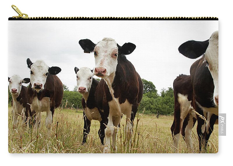 Panoramic Zip Pouch featuring the photograph Inquistive Calves In A Field by Tirc83