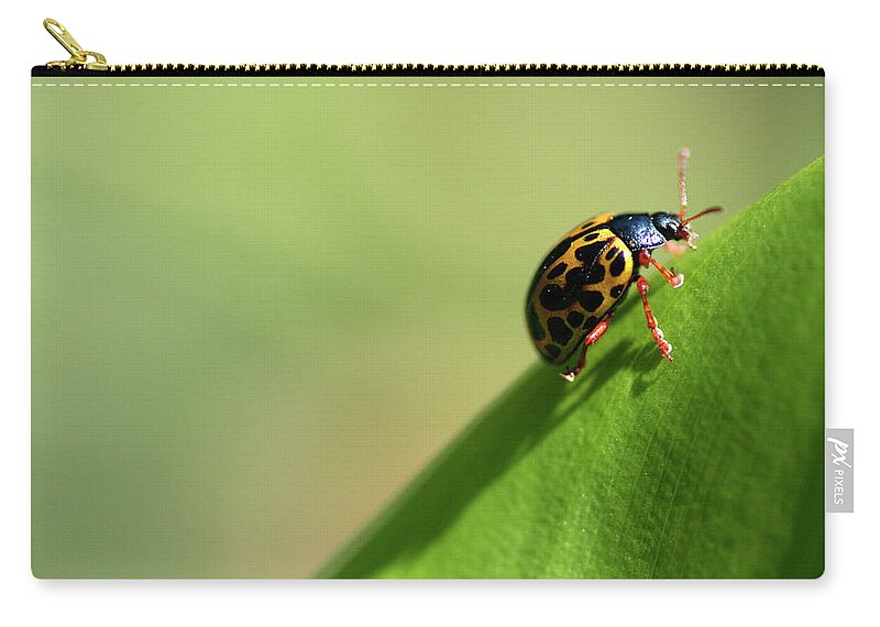Insect Zip Pouch featuring the photograph Insect by Adriana Casellato