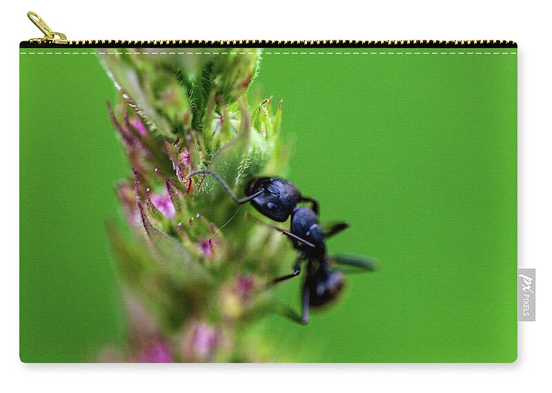 Animals Zip Pouch featuring the photograph Macro Photography - Ant by Amelia Pearn