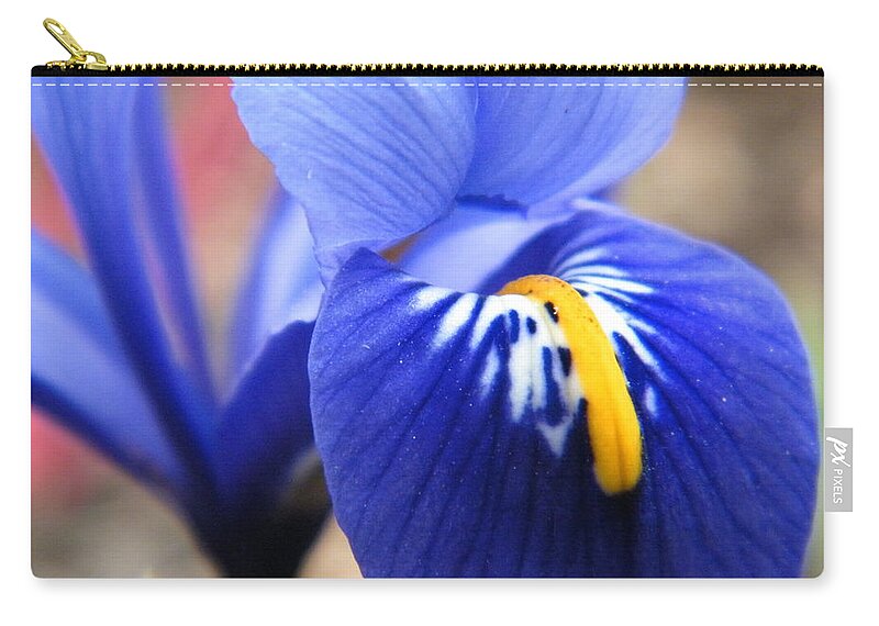 Petal Zip Pouch featuring the photograph Iris Reticulata Harmony by Stopwatch Gardener