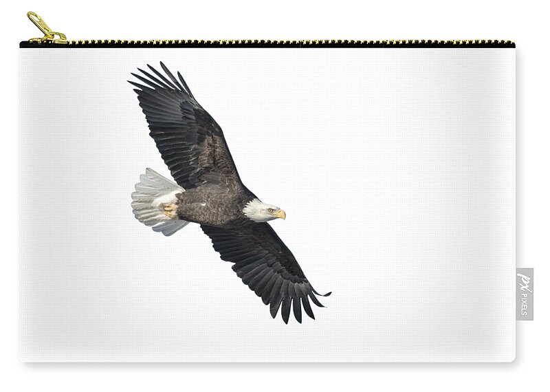 Bald Eagle Zip Pouch featuring the photograph Isolated Bald Eagle 2018-2 by Thomas Young
