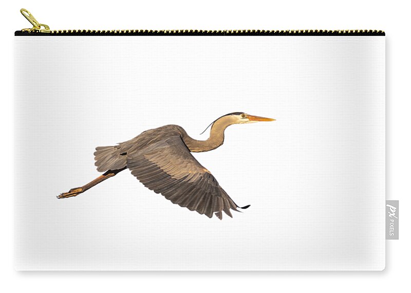 Great Blue Heron Zip Pouch featuring the photograph Isolated Great Blue Heron 2019-1 by Thomas Young