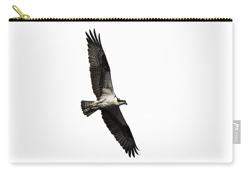 Osprey Zip Pouch featuring the photograph Isolated Osprey 2019-3 by Thomas Young