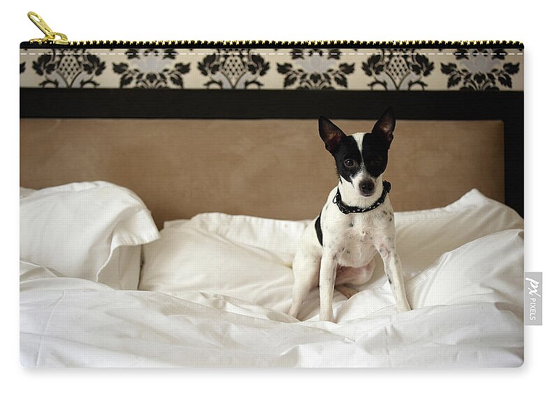 Pets Zip Pouch featuring the photograph Jack Russell Dog Sitting On Unmade Bed by Janie Airey