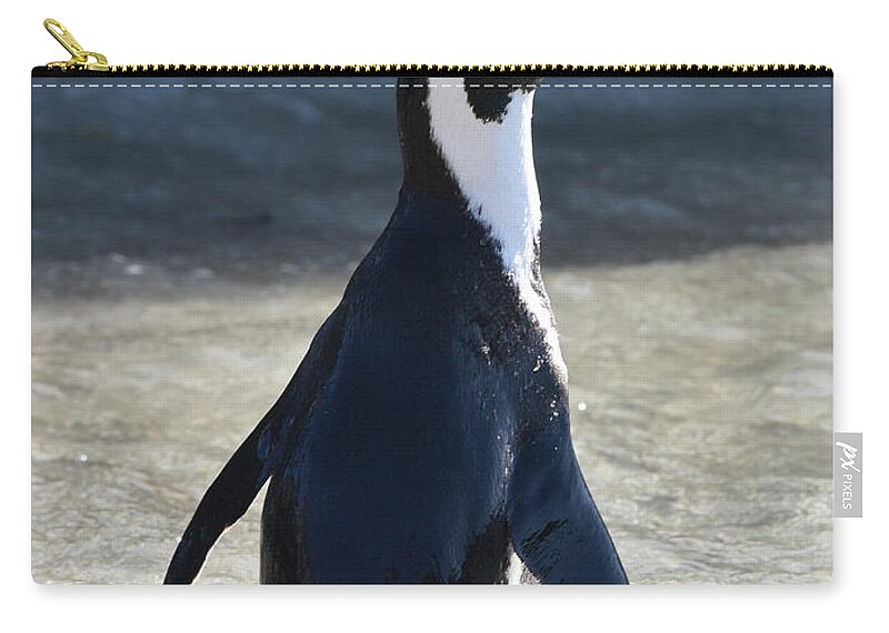 Penguin Zip Pouch featuring the photograph Jackass Penguin by Ben Foster