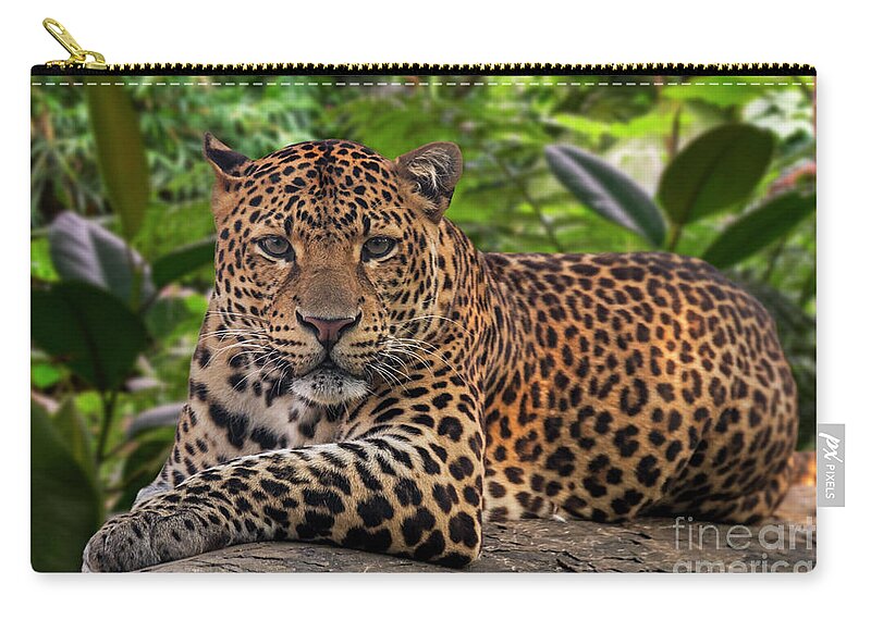Javan Leopard Zip Pouch featuring the photograph Javan Leopard by Arterra Picture Library