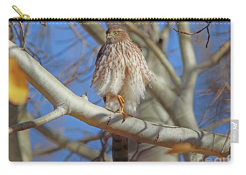 Coopers Hawk Zip Pouch featuring the photograph Juvenile Coopers Hawk by Gary Wing