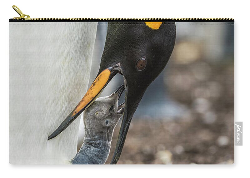 Animal Zip Pouch featuring the photograph King Penguin Feeding Young Chick by Tui De Roy