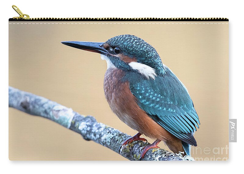 Kingfisher Zip Pouch featuring the photograph Kingfisher by Hernan Bua