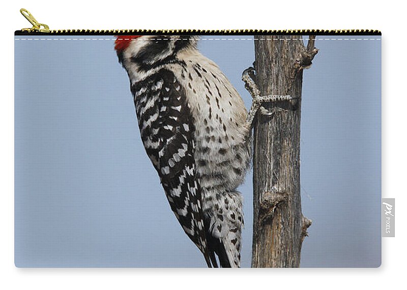 American Bird Zip Pouch featuring the photograph Ladder-backed Woodpecker by James Zipp