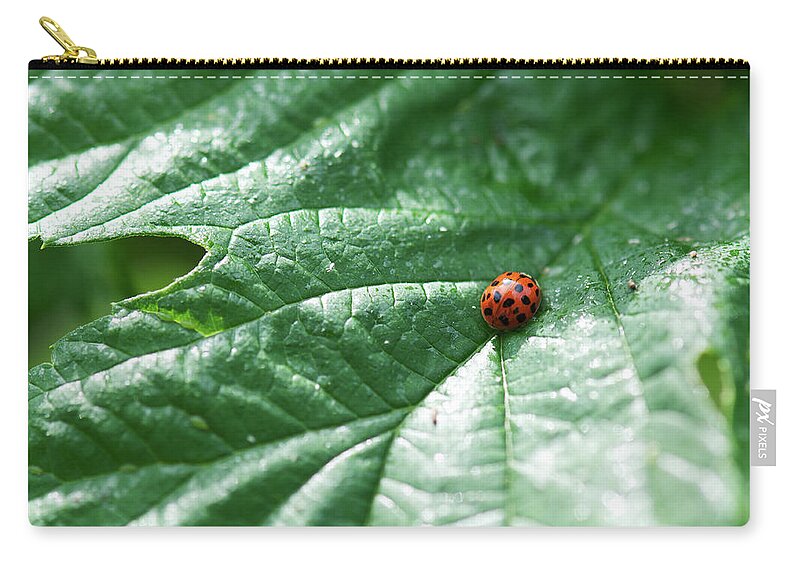 Animal Themes Zip Pouch featuring the photograph Ladybird by Christian Cueni