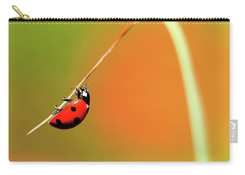 Grass Zip Pouch featuring the photograph Ladybird On Blade Of Grass by Michael Roberts
