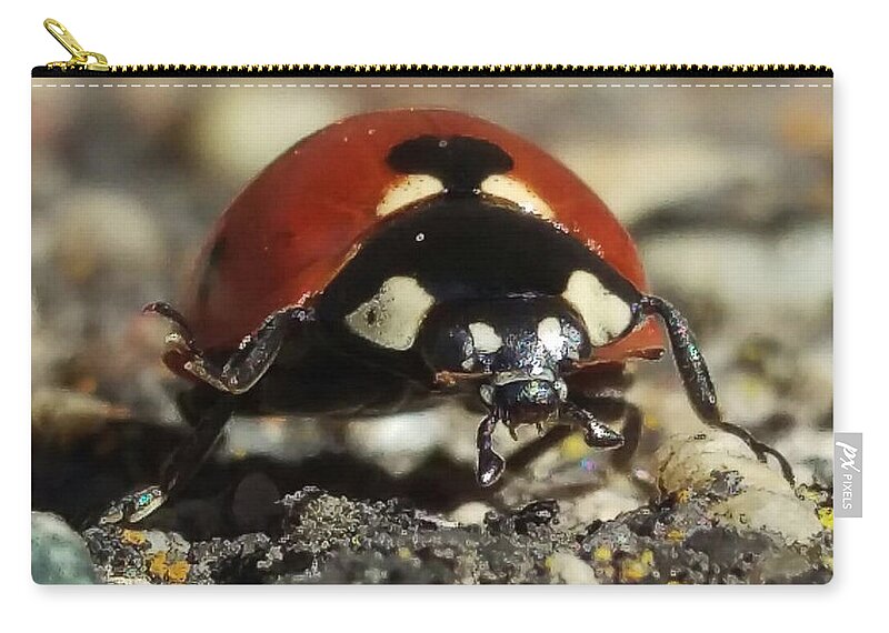 Ladybug Zip Pouch featuring the photograph Ladybug Macro Photography by Delynn Addams