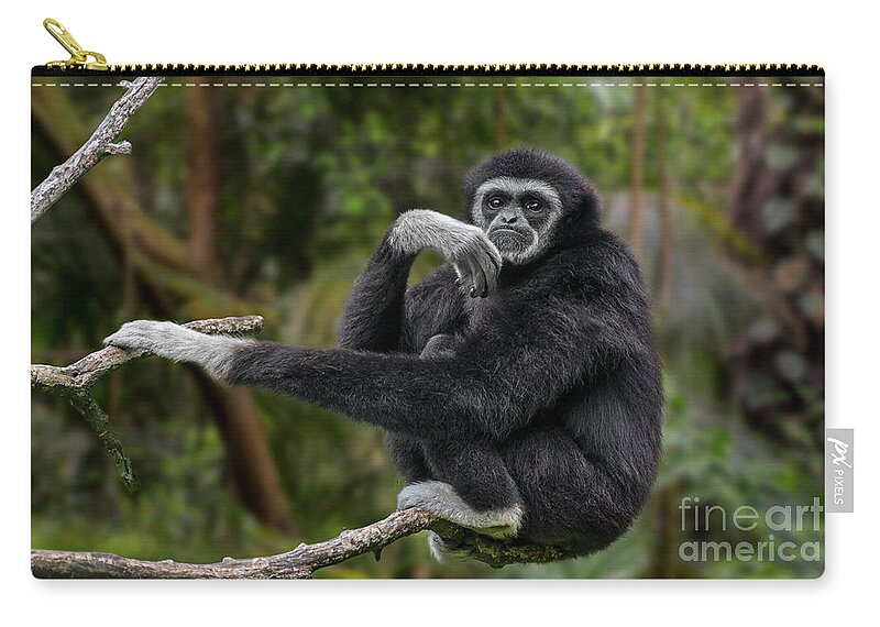 Lar Gibbon Zip Pouch featuring the photograph Lar Gibbon by Arterra Picture Library