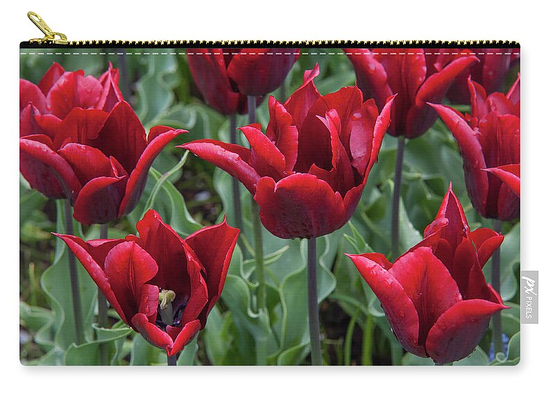 Jenny Rainbow Fine Art Photography Zip Pouch featuring the photograph Late-Flowering Triumph Tulips Lasting Love by Jenny Rainbow