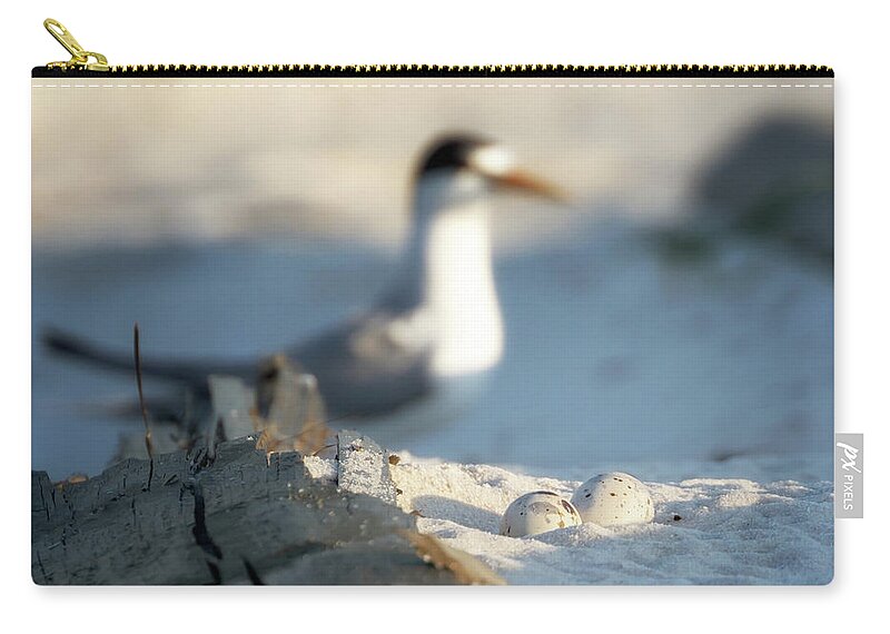 Least Tern Zip Pouch featuring the photograph Least Tern Eggs by Susan Rissi Tregoning