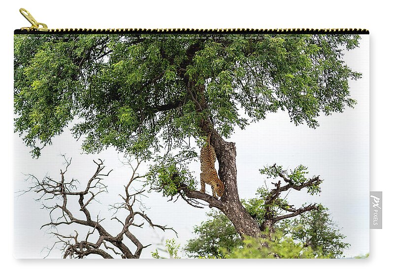 Leopard Zip Pouch featuring the photograph Leopard Descending a Tree by Mark Hunter