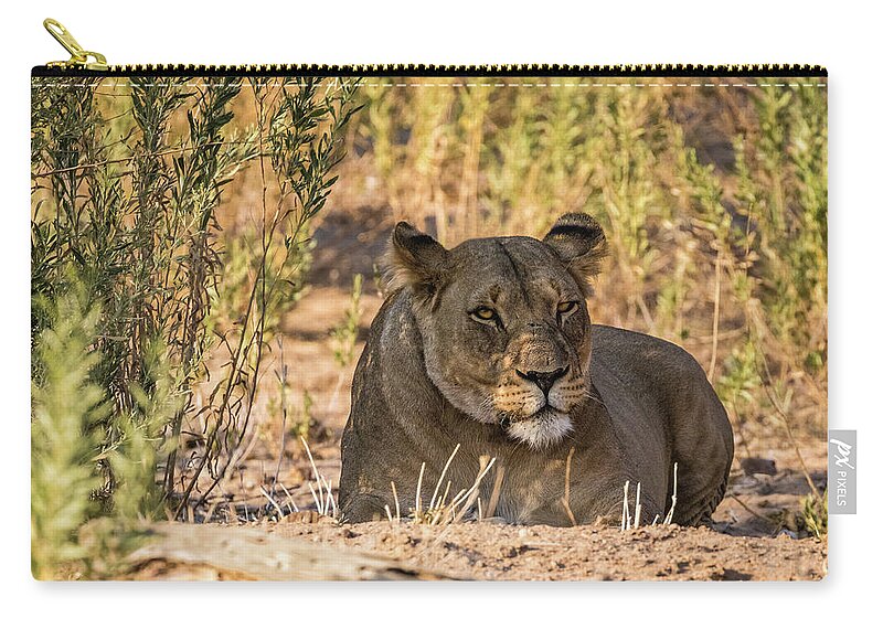 Lion Zip Pouch featuring the photograph Lioness in Hobatere, Namibia by Lyl Dil Creations