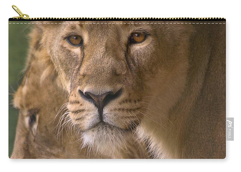 Animal Themes Zip Pouch featuring the photograph Lioness Portrait by John Dickson