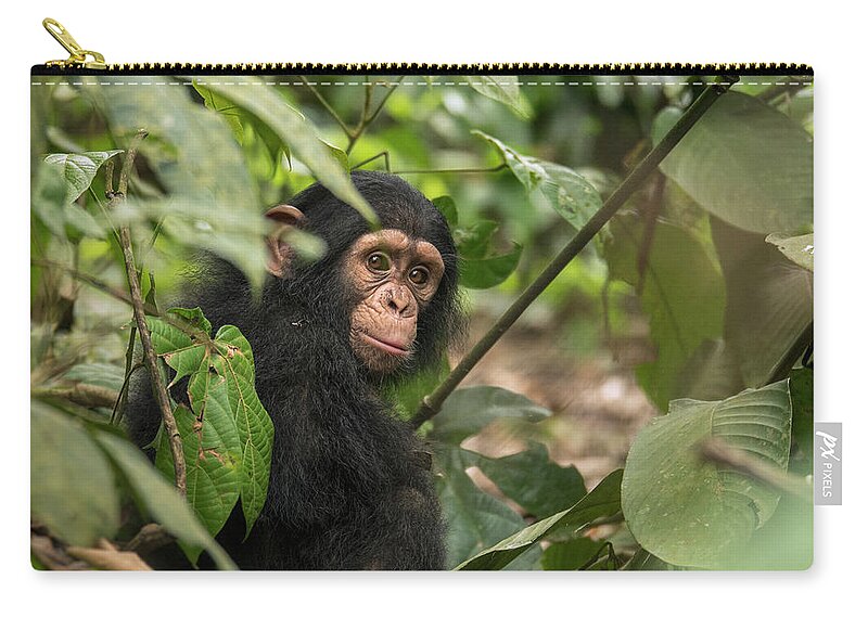 Gerry Ellis Zip Pouch featuring the photograph Little Larry In Forest by Gerry Ellis