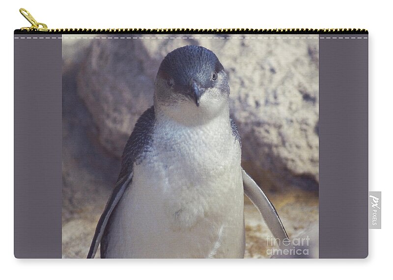 Little Penguin Zip Pouch featuring the photograph Little Penguin by Cassandra Buckley