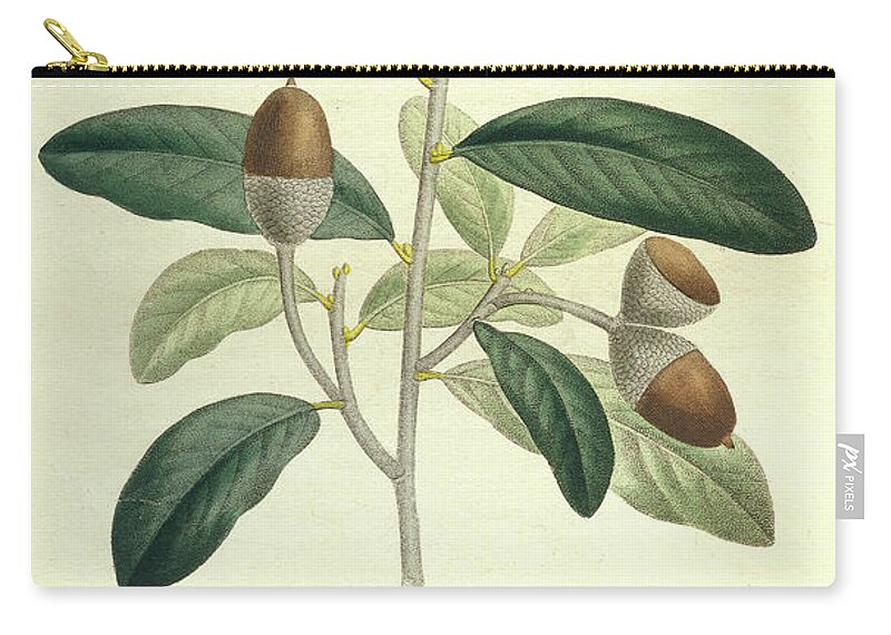Oak Zip Pouch featuring the drawing Live Oak by Unknown