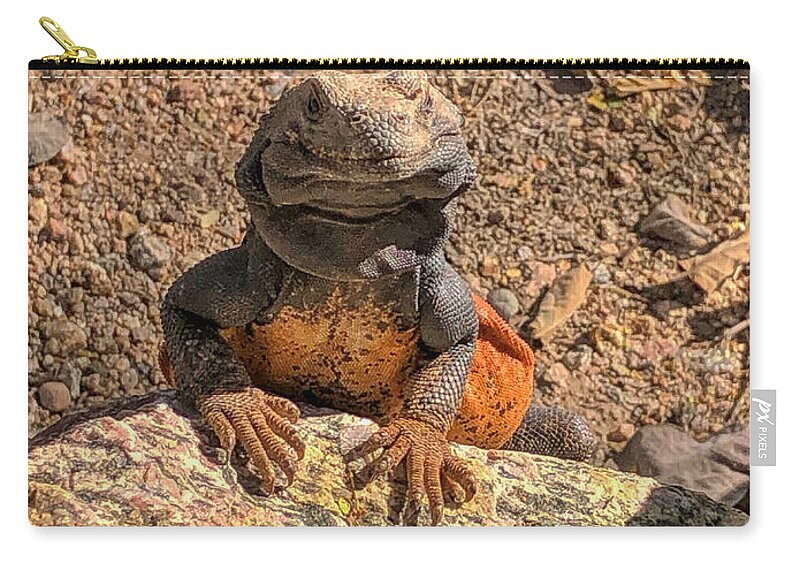 Lizard Zip Pouch featuring the photograph Lizard Portrait by Anthony Giammarino