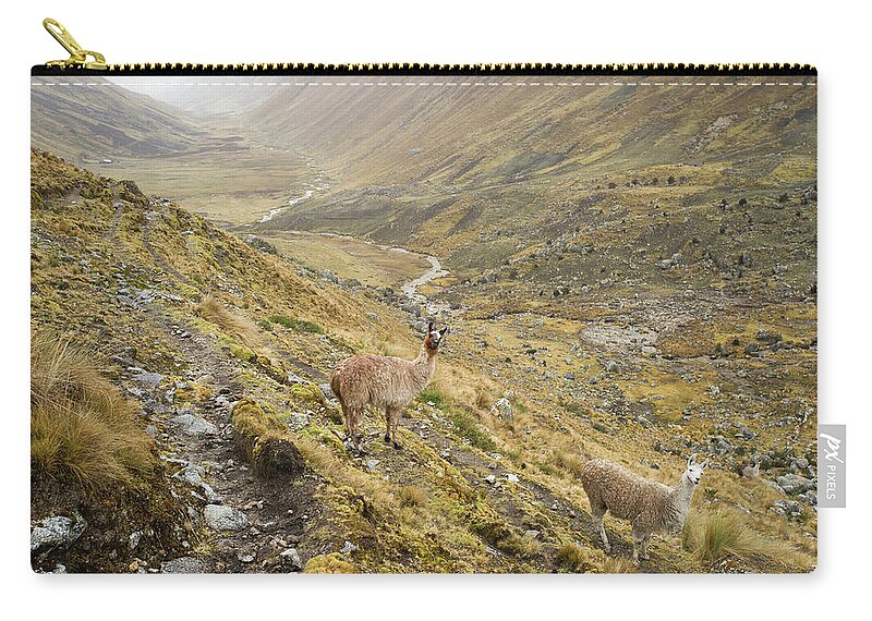 Tranquility Zip Pouch featuring the photograph Llamas On Climb To The Mountain Pass Of by Cultura Exclusive/karen Fox