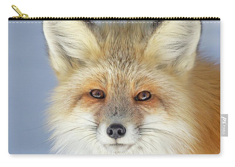 Red Fox Zip Pouch featuring the photograph Looking into the Eyes of a Fox by Jack Bell