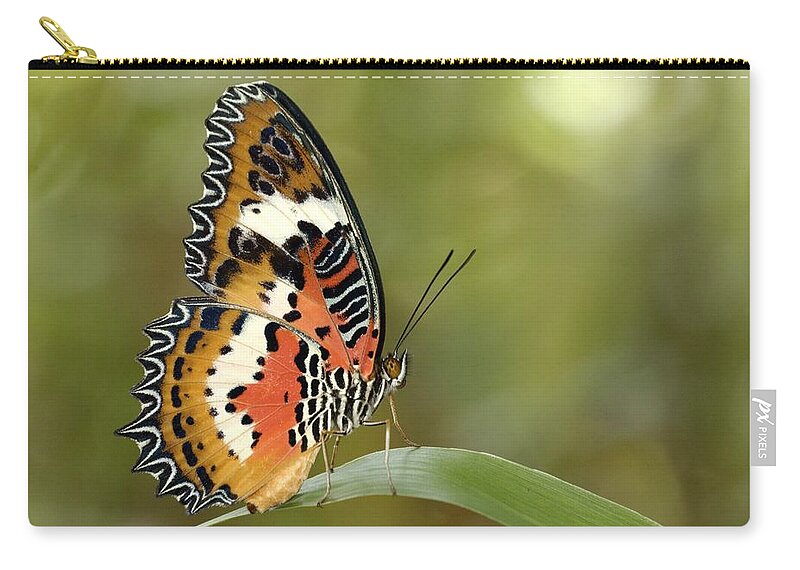 Admiral Butterfly Zip Pouch featuring the photograph Malay Lacewing Cethosia Hypsea In by Tcp