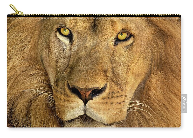 Dave Welling Carry-all Pouch featuring the photograph Male African Lion Portrait Wildlife Rescue by Dave Welling