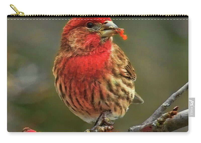 Wildlife Zip Pouch featuring the photograph Male House Finch With Crabapple by Dale Kauzlaric