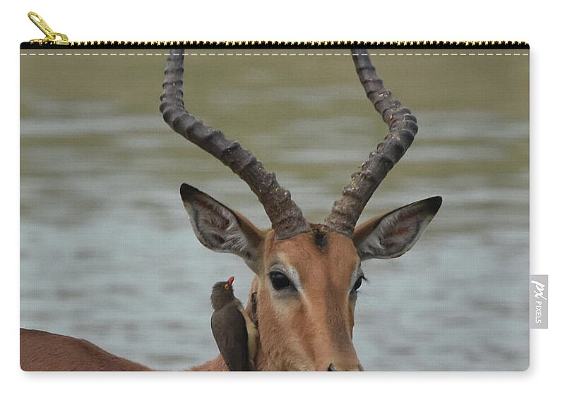 Impala Zip Pouch featuring the photograph Male Impala with Oxpecker by Ben Foster