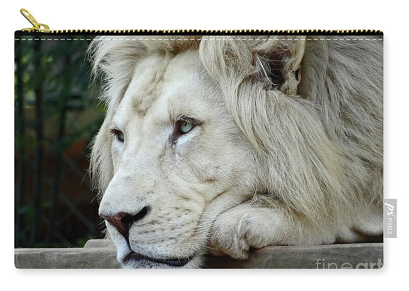 Male Animal Zip Pouch featuring the photograph Male White Lion Panthera Leo Krugeri by Jany
