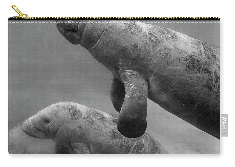 Disk1215 Zip Pouch featuring the photograph Manatee Mom And Baby by Tim Fitzharris