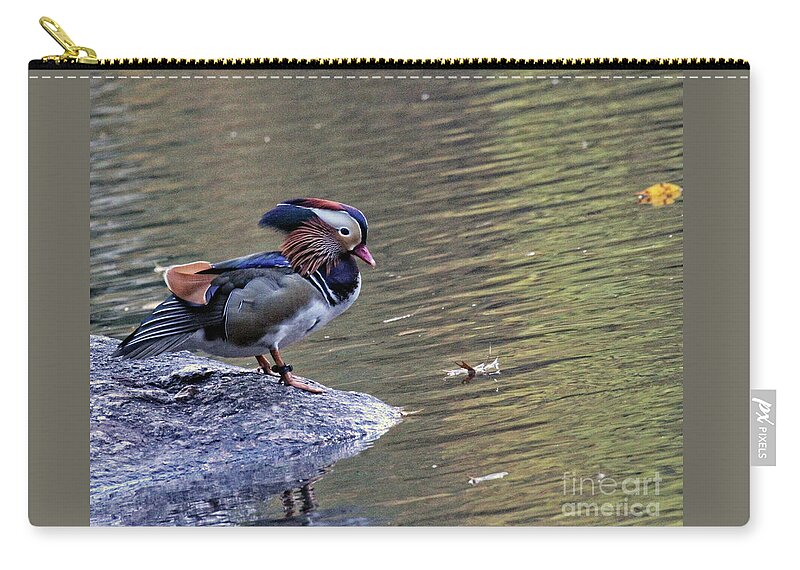 Mandarin Duck Zip Pouch featuring the photograph Mandarin Duck 5 by Patricia Youngquist