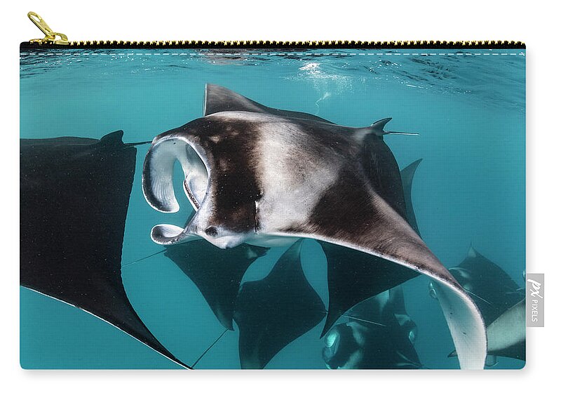 Animal Zip Pouch featuring the photograph Manta Rays Filter Feeding, Hanifaru by Tui De Roy