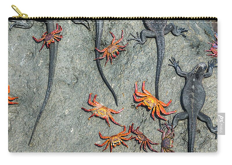 Animal Zip Pouch featuring the photograph Marine Iguanas And Sally Lightfoot Crabs by Tui De Roy