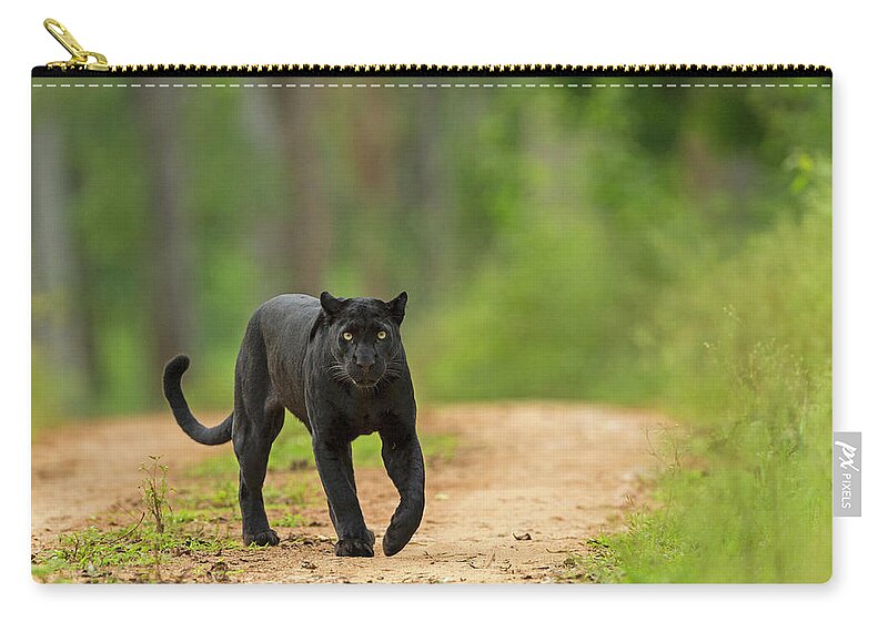 Melanistic Leopard, Nilgiri Biosphere Reserve, Karnataka, India Carry-all  Pouch by Giri Cavale /  - Pixels
