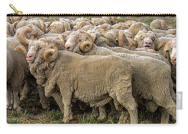 Merino Zip Pouch featuring the photograph Many Merino Sheep by Leslie Struxness