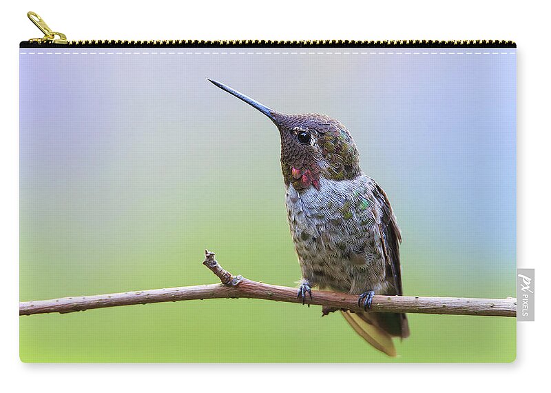 Animal Zip Pouch featuring the photograph Midsummer Night's Dream II - Male Anna's Hummingbird by Briand Sanderson