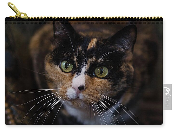 Calico Cat Zip Pouch featuring the photograph Mischa by Irina ArchAngelSkaya