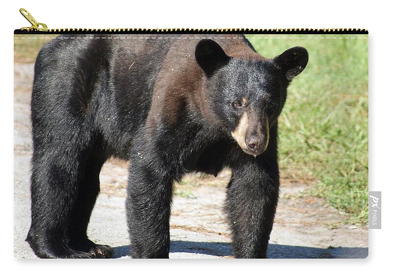 Florida Zip Pouch featuring the photograph Momma Bear by Lindsey Floyd