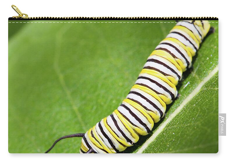 Insect Zip Pouch featuring the photograph Monarch Butterfly Caterpillar by Paul Omernik