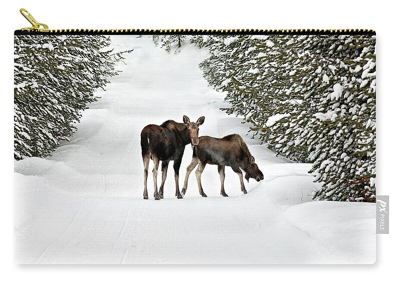 Extreme Terrain Zip Pouch featuring the photograph Moose And Calf Wander Down A Snow by Judilen