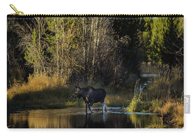 Moose Zip Pouch featuring the photograph Moose crossing Pine Creek, Wyoming by Julieta Belmont