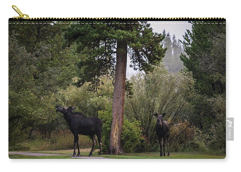 Moose Eating Carry-all Pouch featuring the photograph Moose in my back yard by Julieta Belmont