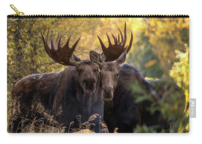 Wild Life Zip Pouch featuring the photograph Moose love by Mary Hone