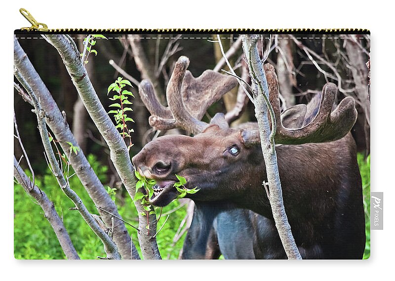 Moose Zip Pouch featuring the photograph Moose with an anomalous eye, at dinner time by Tatiana Travelways