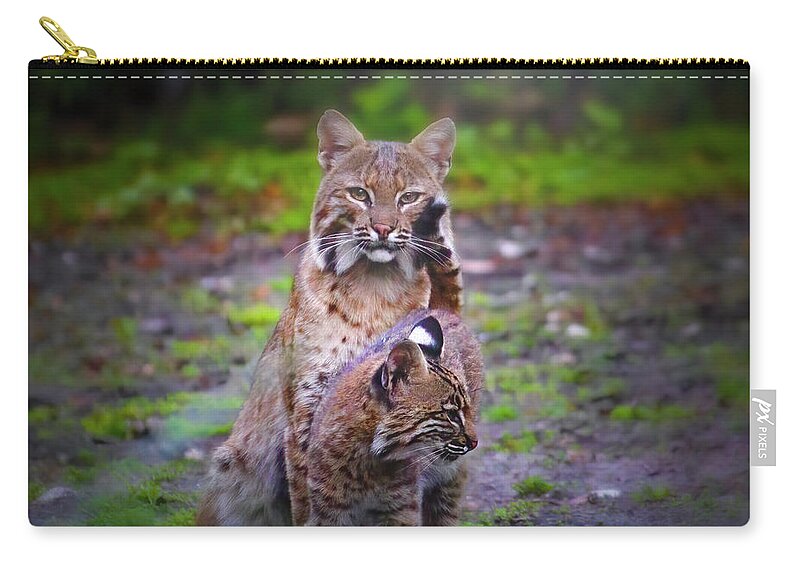 Bobcat Zip Pouch featuring the photograph Mother Bobcat and Kitten by Mark Andrew Thomas